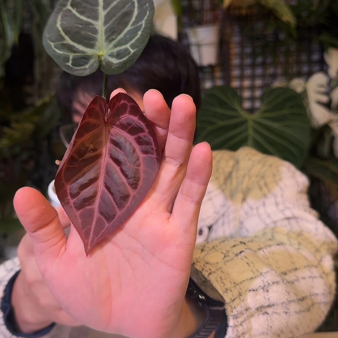 不开花植物G868荔枝皮米歇尔杂华丽