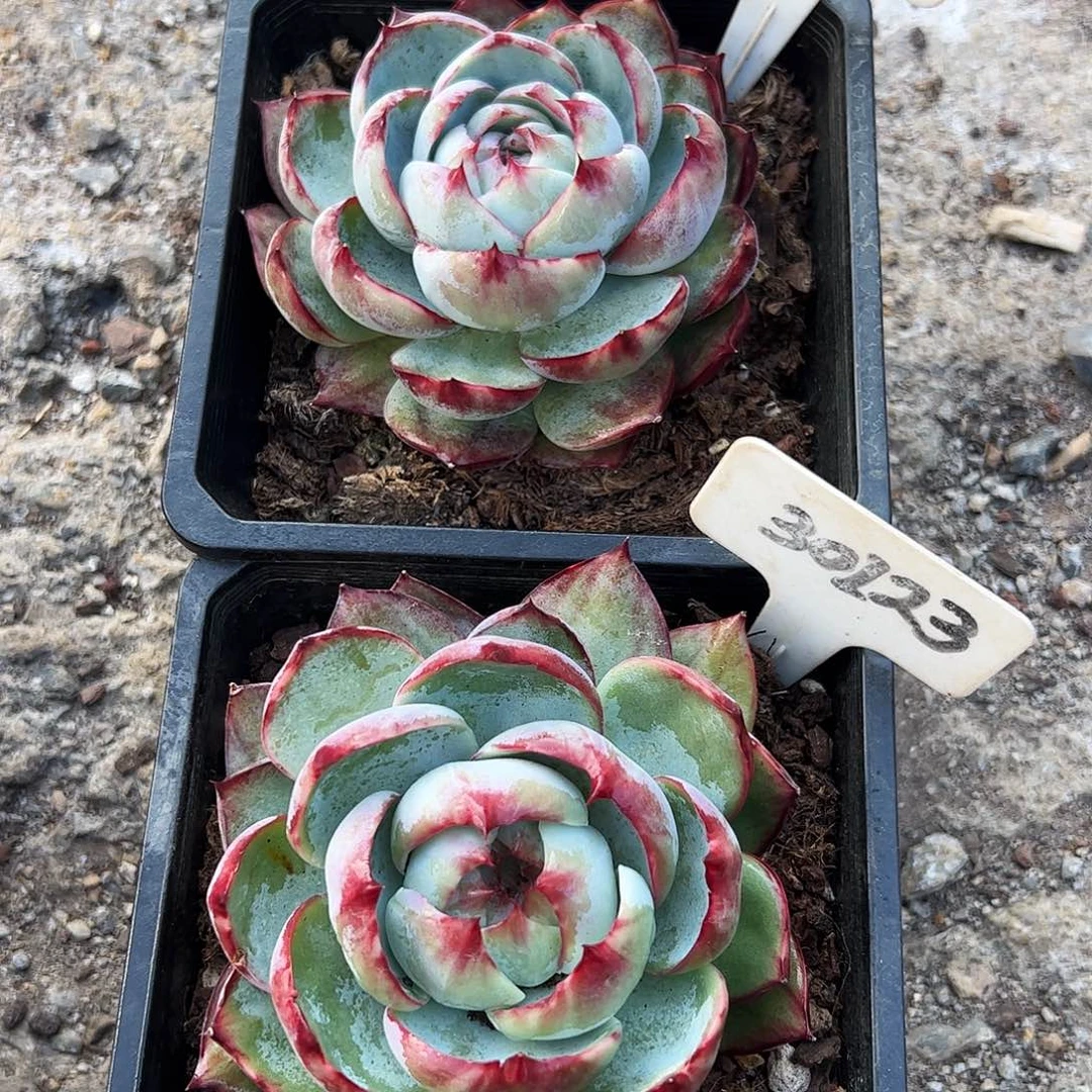 惊鸿仙子30123.1227号