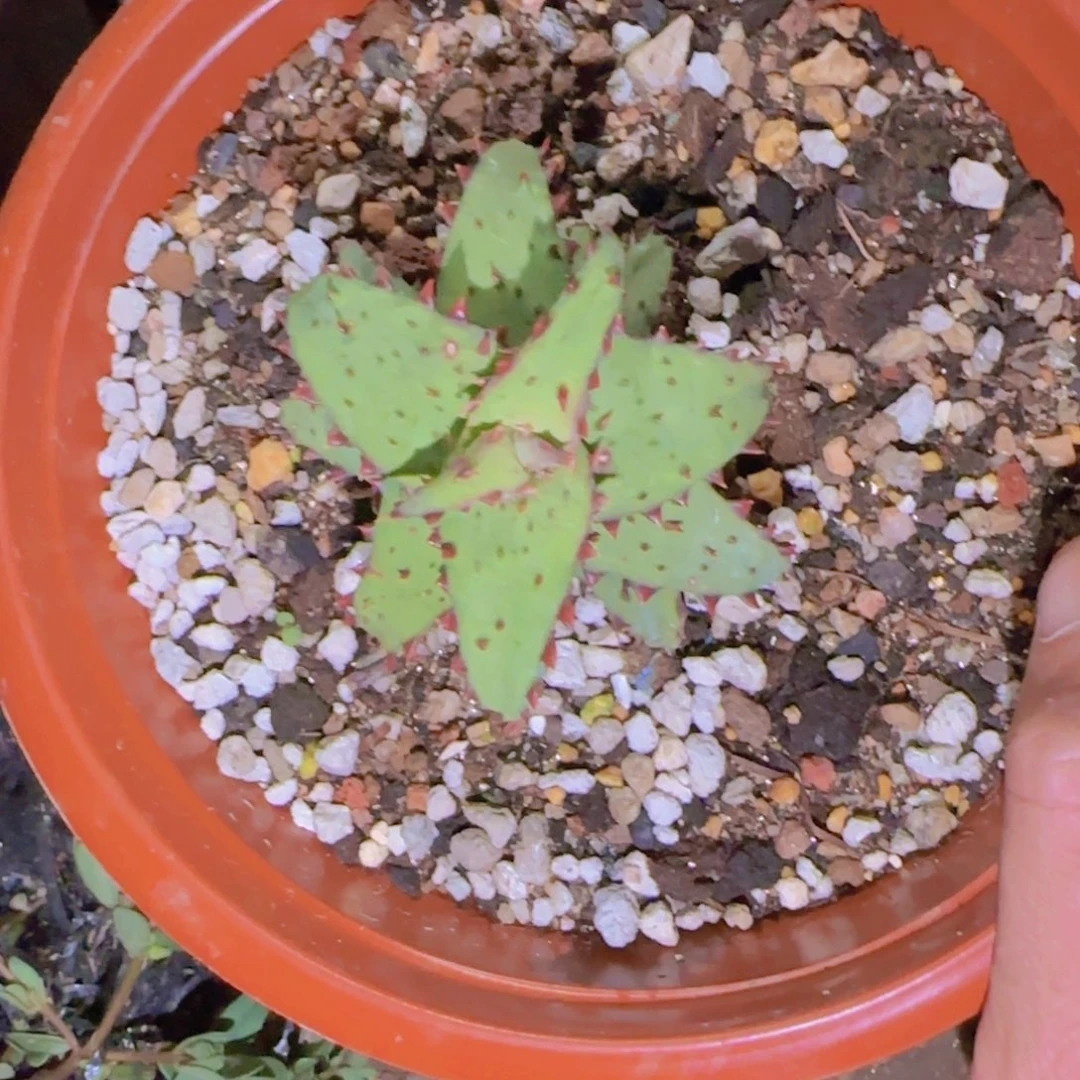 ઇ***ଓ块根植物块根植物