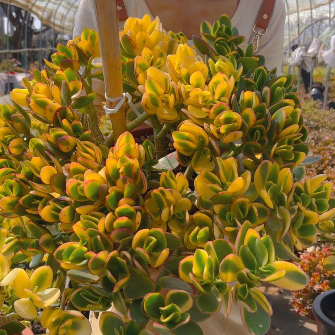 68矮桩新花月锦多肉