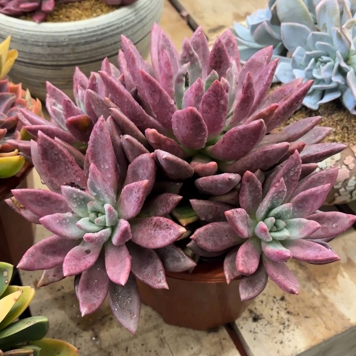 桃花源基因优选精品多肉地板价