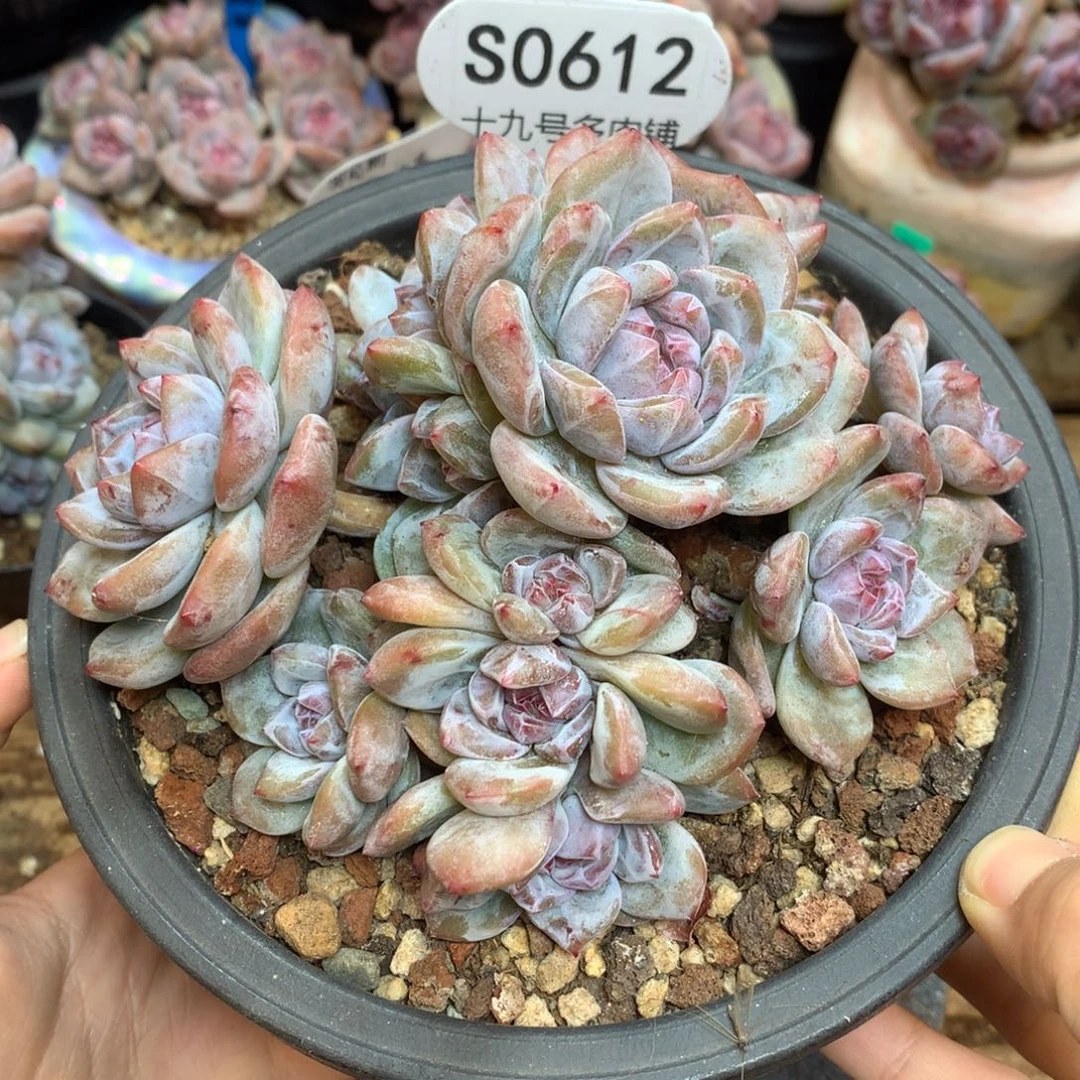 S0612 星影13头 13cm