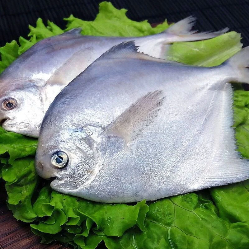 【开海福利】野生海捕银鲳鱼