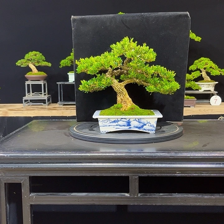 无花朵黄杨盆景四季常绿不落叶