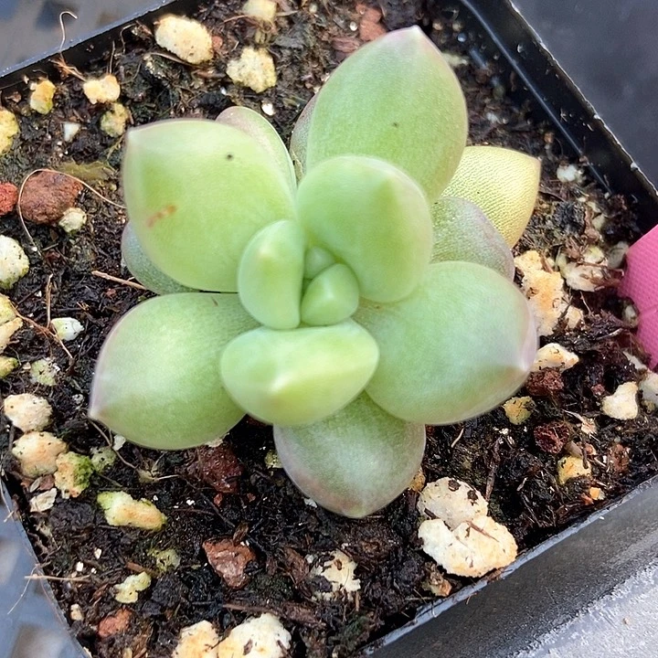 多肉植物迷雾泡泡358