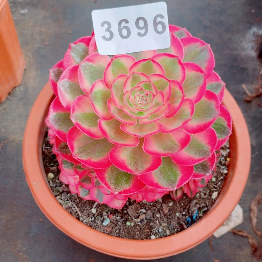 小*孃荔枝多肉发货发货