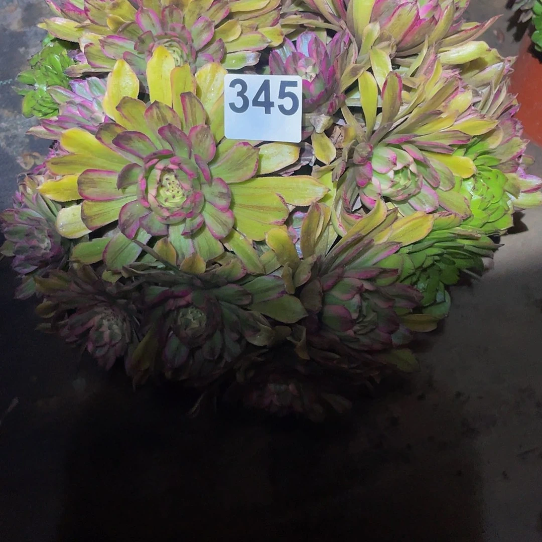 墨***肉多肉法师345号玲珑发货