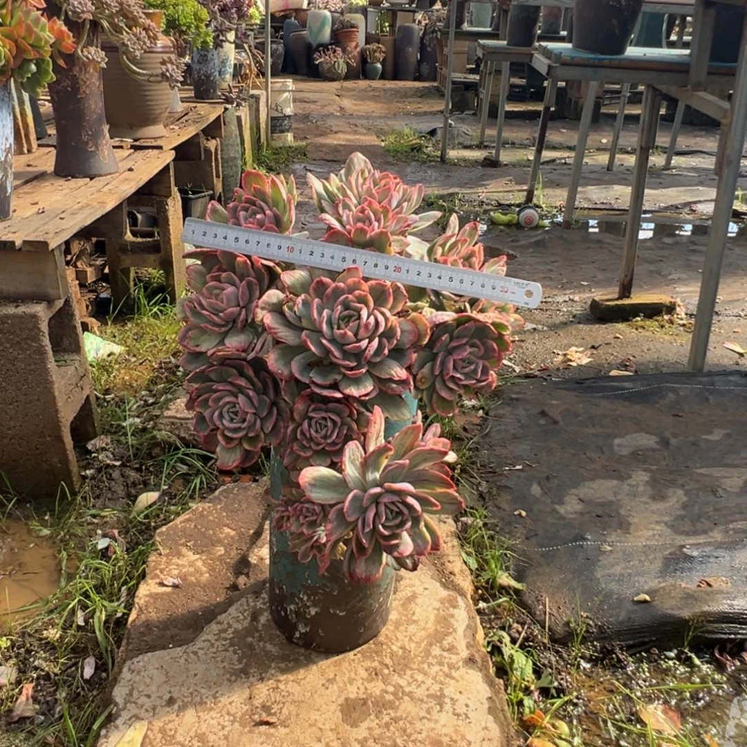 精品绮罗带锦妖桩加盆加物流费