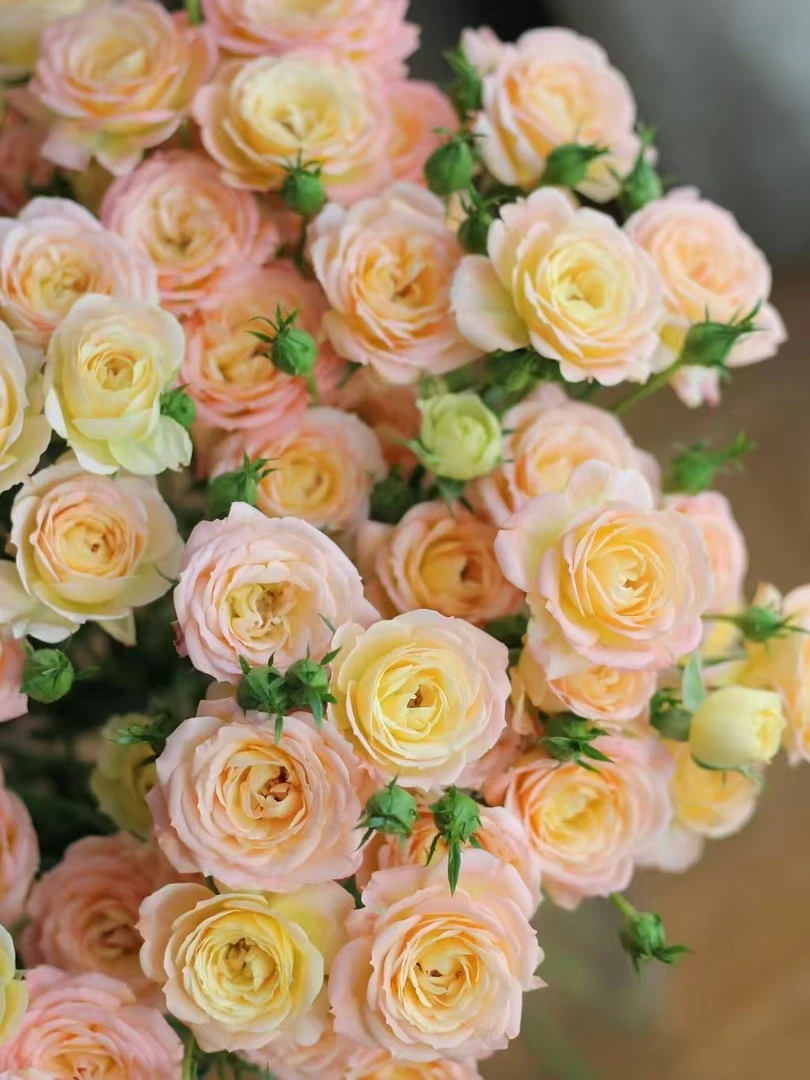 小头簪花笑泡泡10支 多头玫瑰   批发花店摆地摊直发一手货源