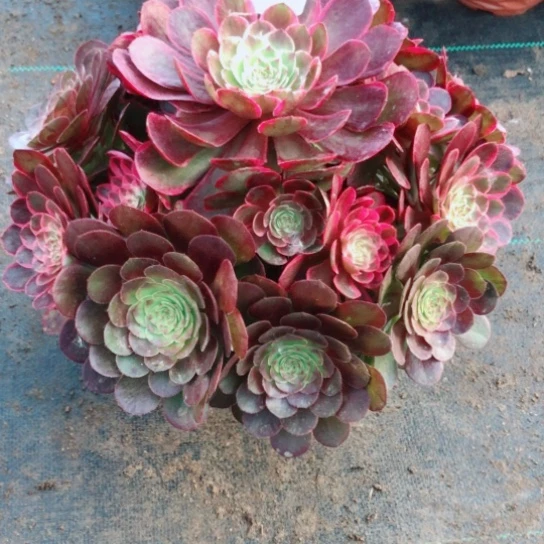 无花朵?**?粉花妖法师197号