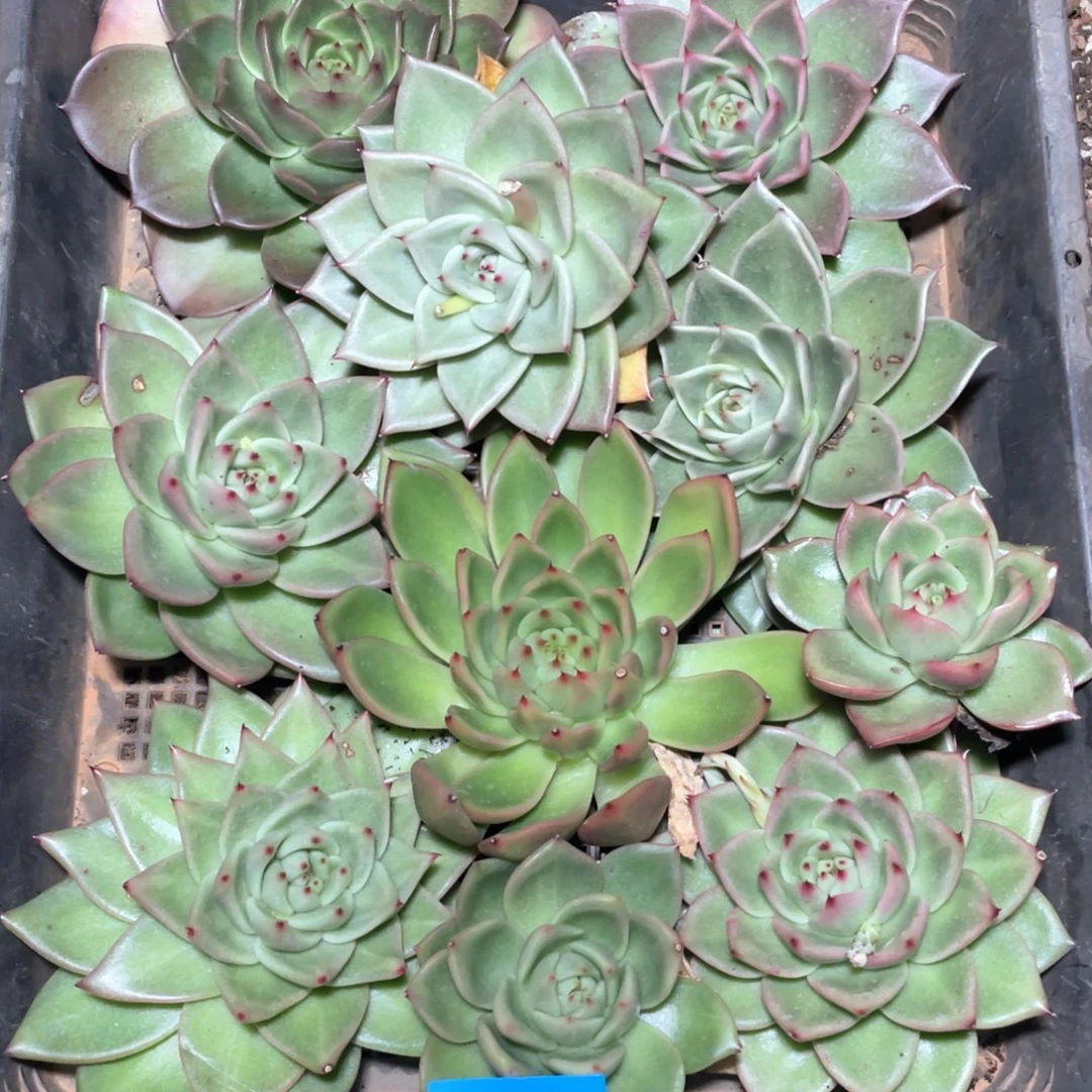 一筐特价福利不售后27106