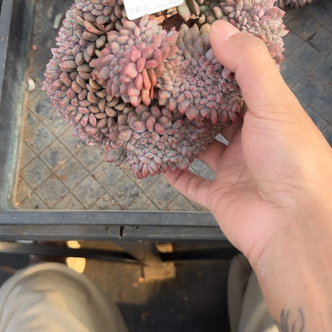 海***豚#656爱丽儿缀多肉 售后时间签收起7天内。