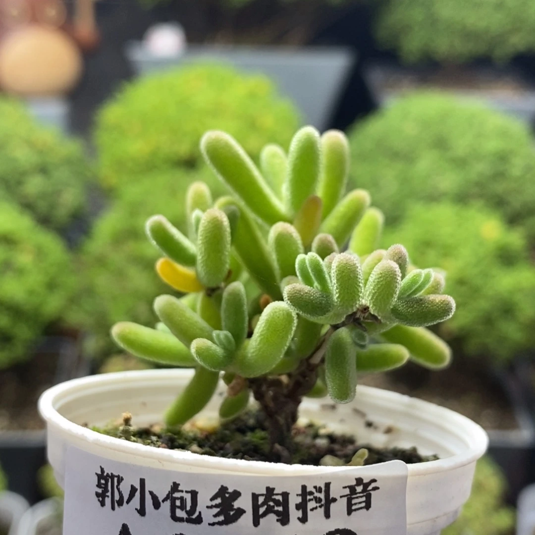 钻石0219枝干番杏