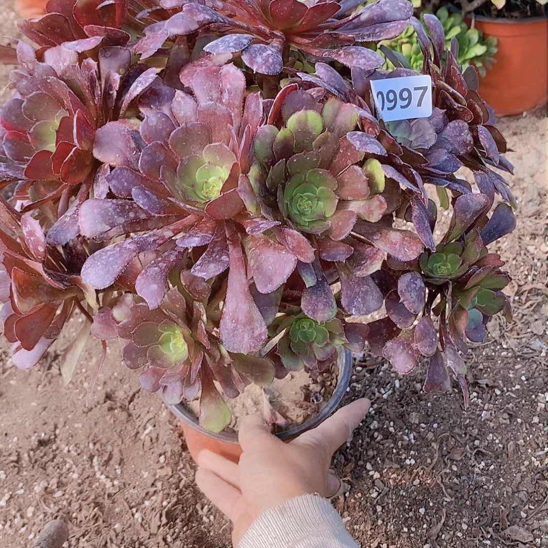 997 号20元包邮不包断枝年后发货