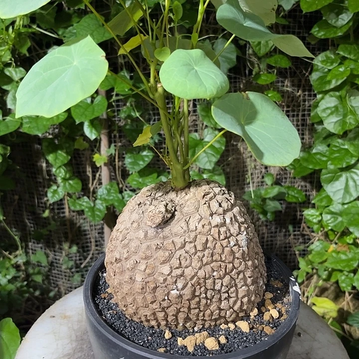 汤圆植物龙甲龟哈