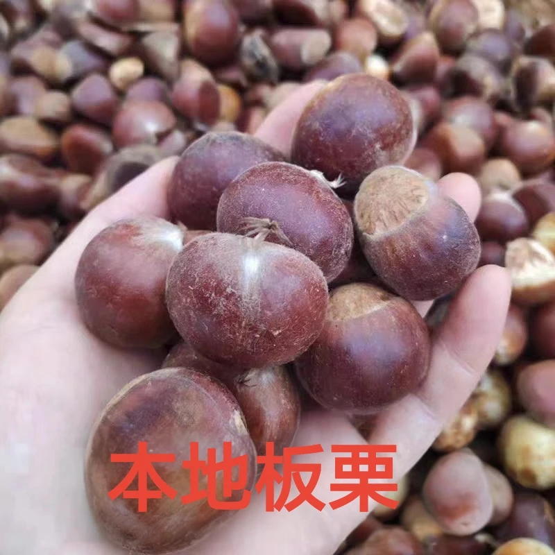 湖南怀化麻阳本地板栗