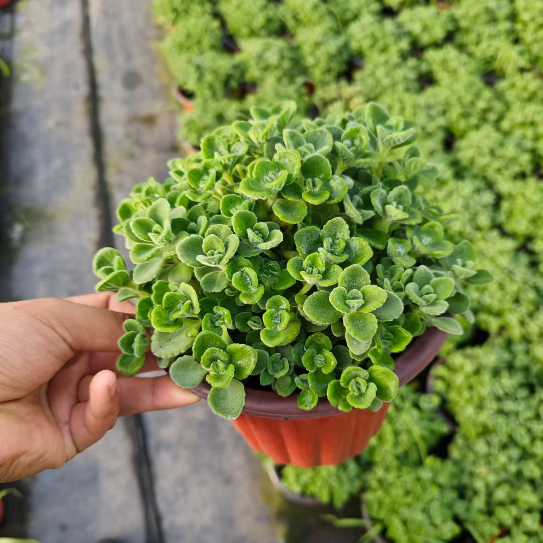 碰碰香阳台花卉盆栽室内易活净化空气可食用绿植夏季驱蚊驱虫植物