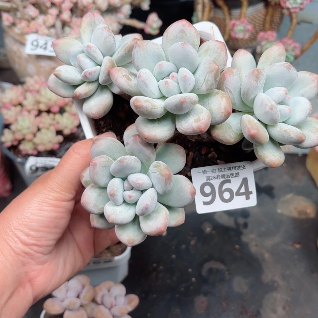 香水老桩无盆土发货