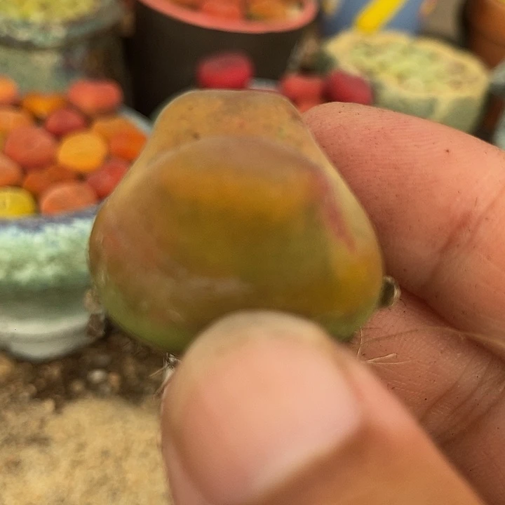 17511巨大一颗有伤