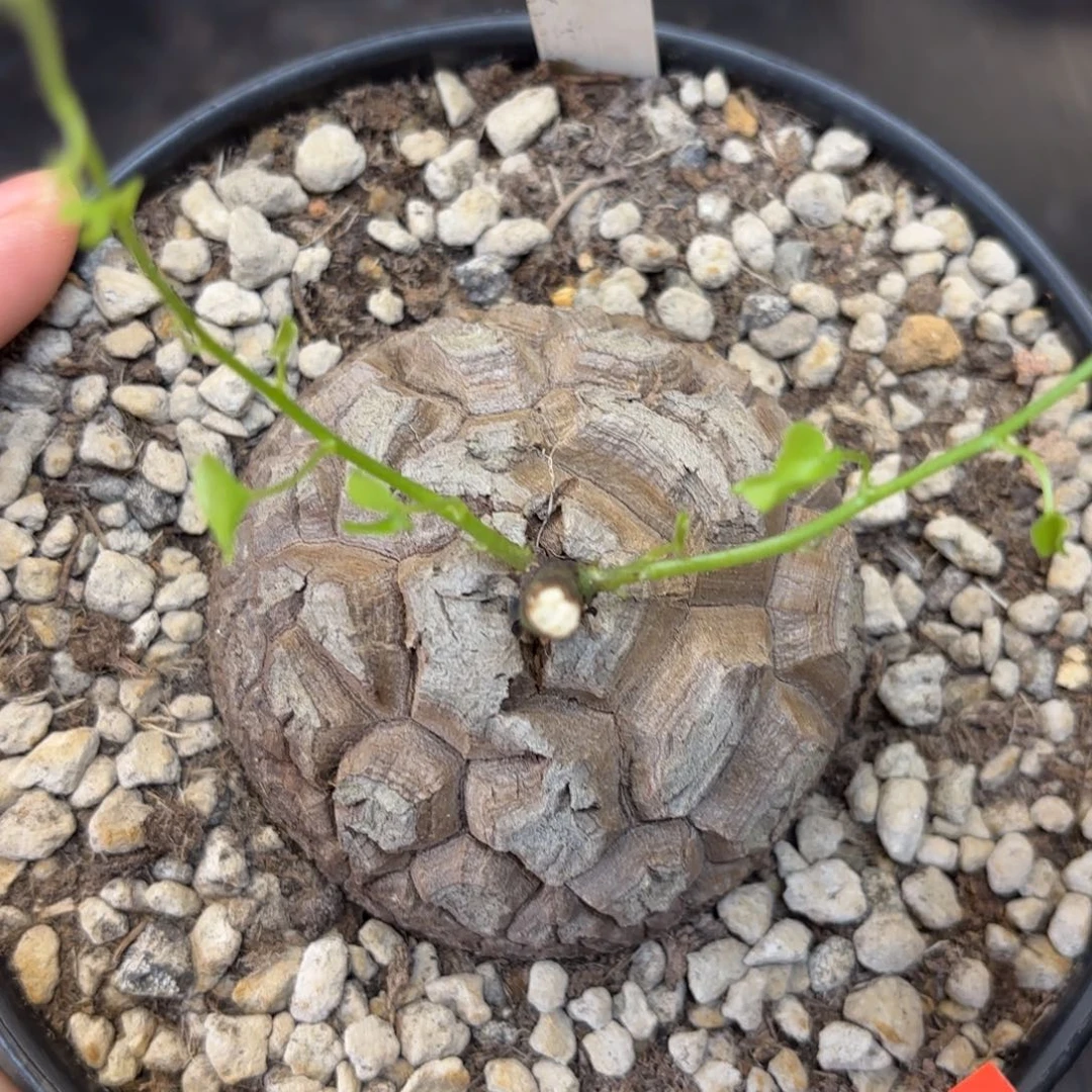 50号龟甲龙带盆包邮