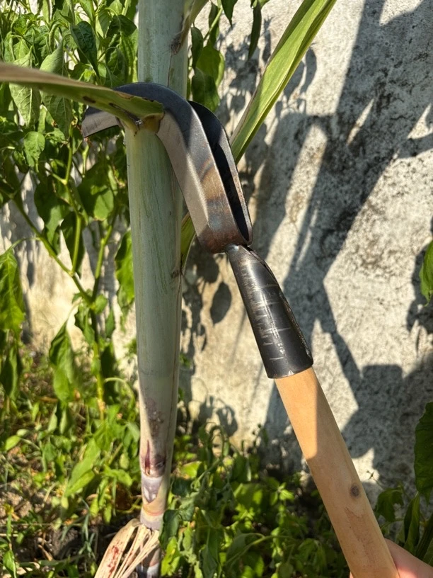 全钢甘蔗叶剥刀高效省力撕扒甘蔗老叶专用农用工具快速削甘蔗神器