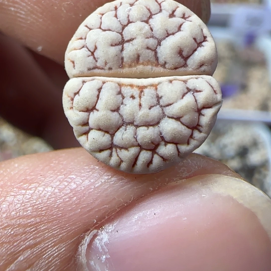 050生石花大棚直播