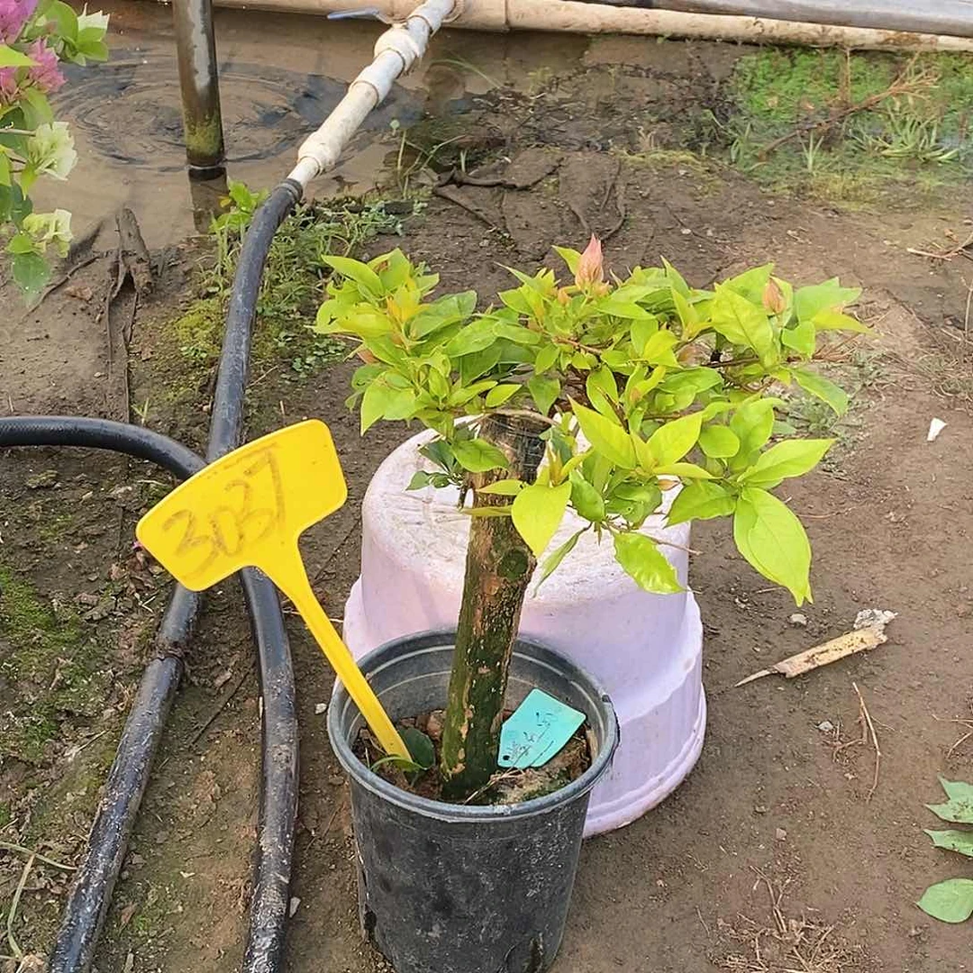 大部分开放少量花苞粉红豹3037