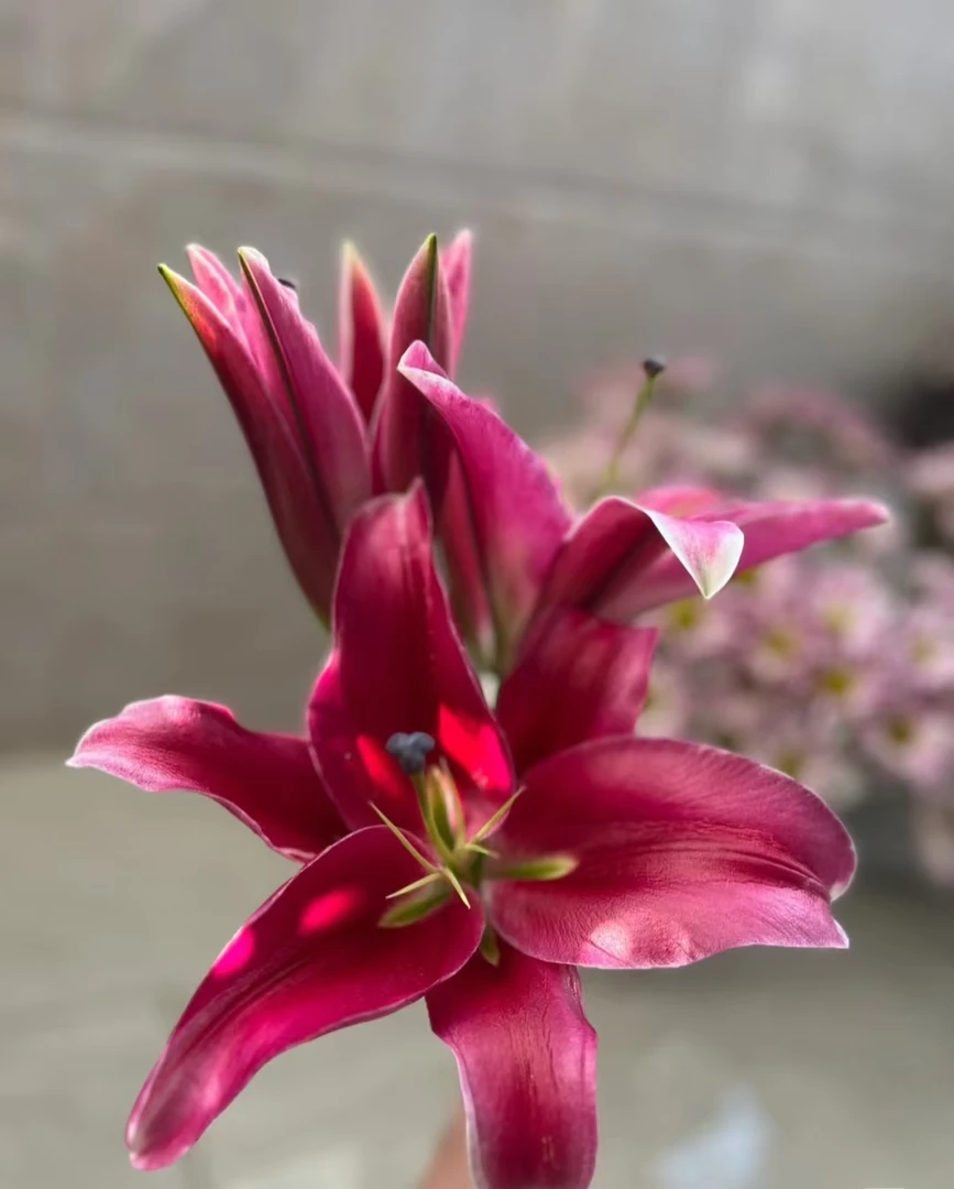 【中国红百合】全场任意两单顺丰/京东