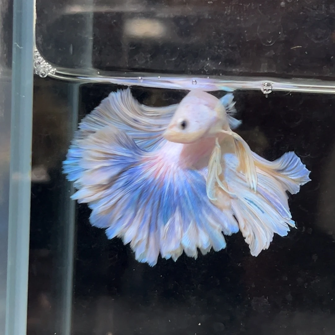 海水8号海洋之心厚重花瓣