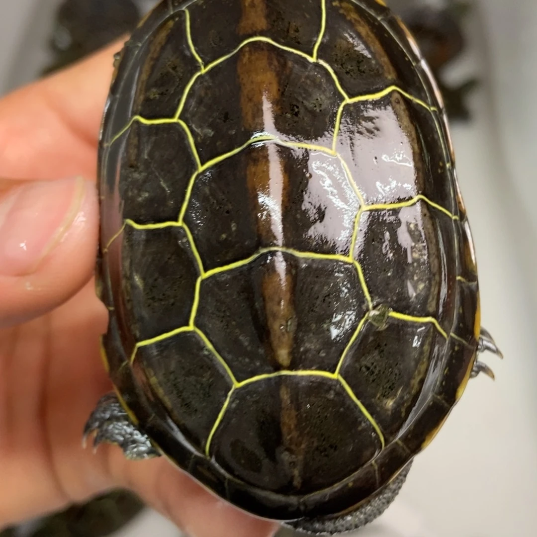 中华草龟不分公母