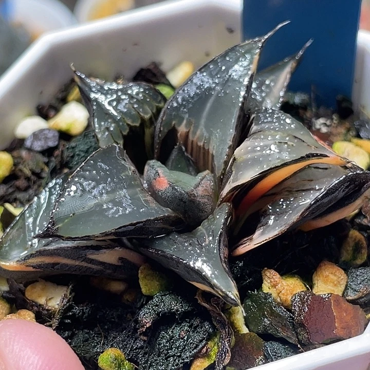 513白凤锦特选福利