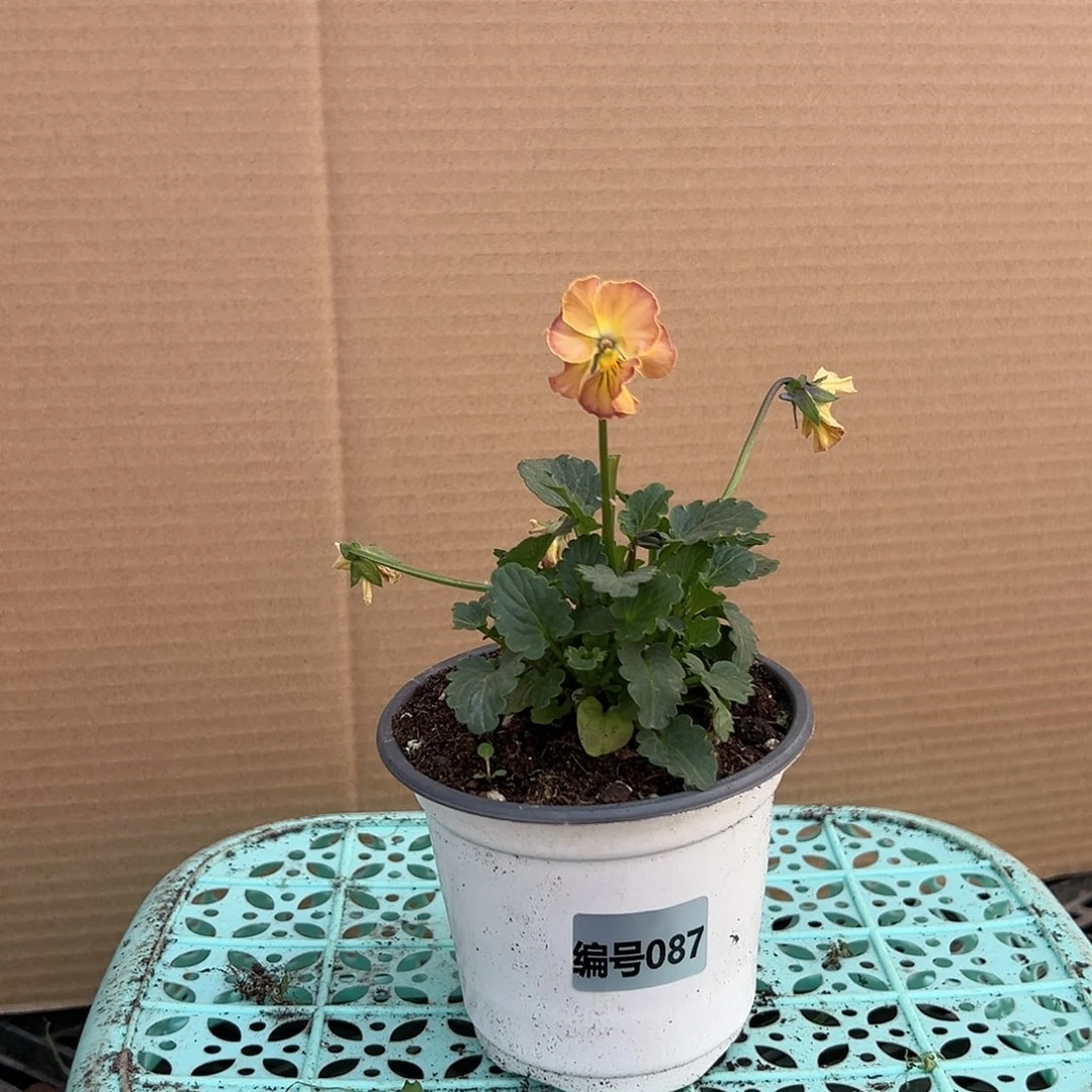 【闪购商品】完全开放087号