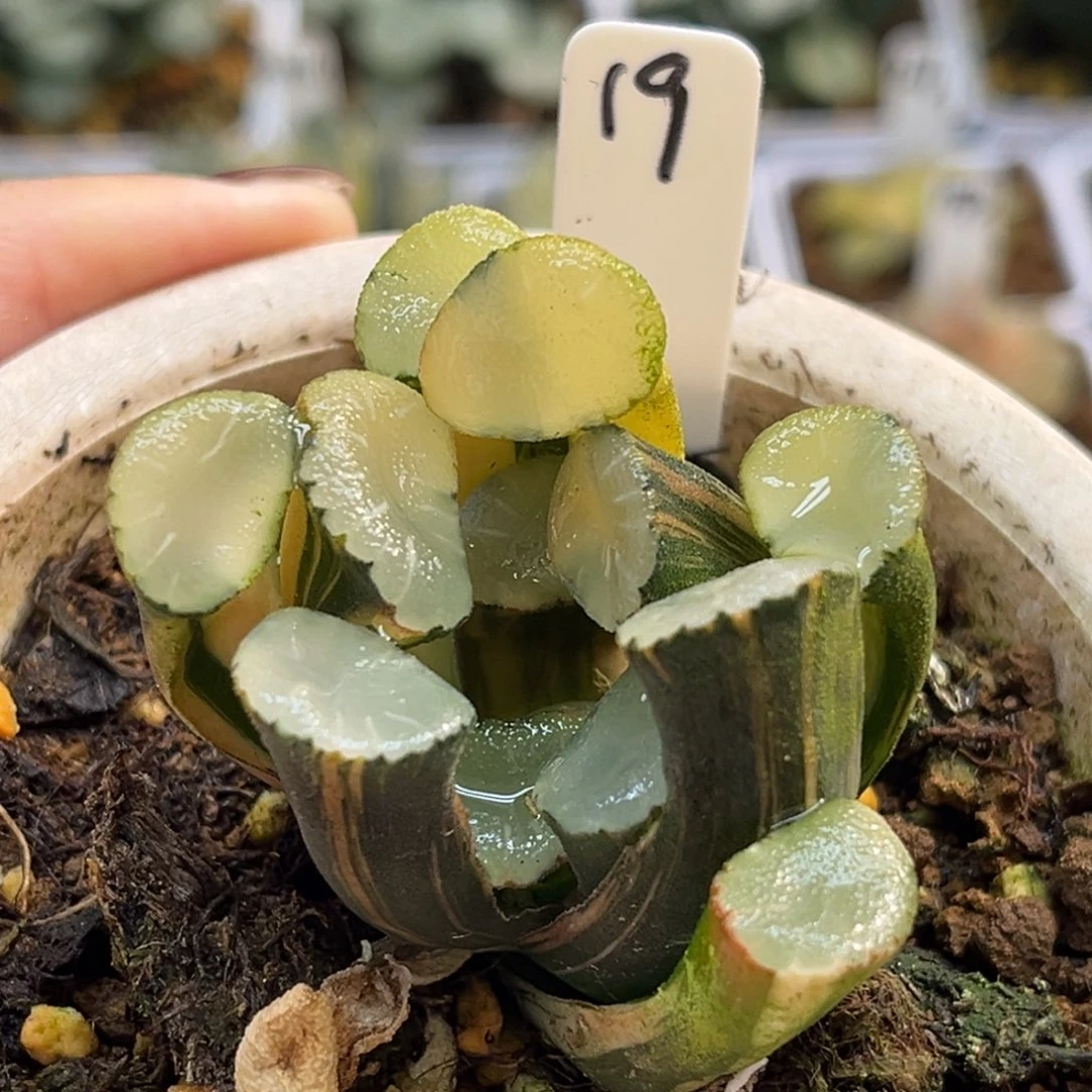 19实生万象锦福利专场