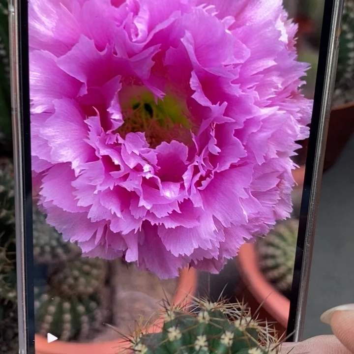 彩草羽毛3号侧芽3公分左右