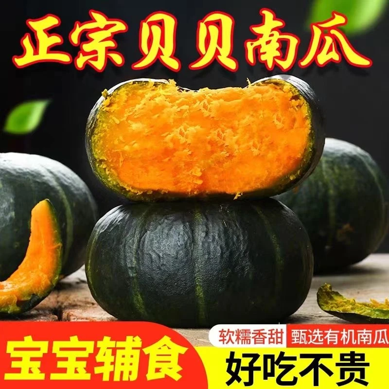 2025年头茬正宗贝贝南瓜粉糯香甜宝宝辅食板栗味贝贝南瓜营养粗粮