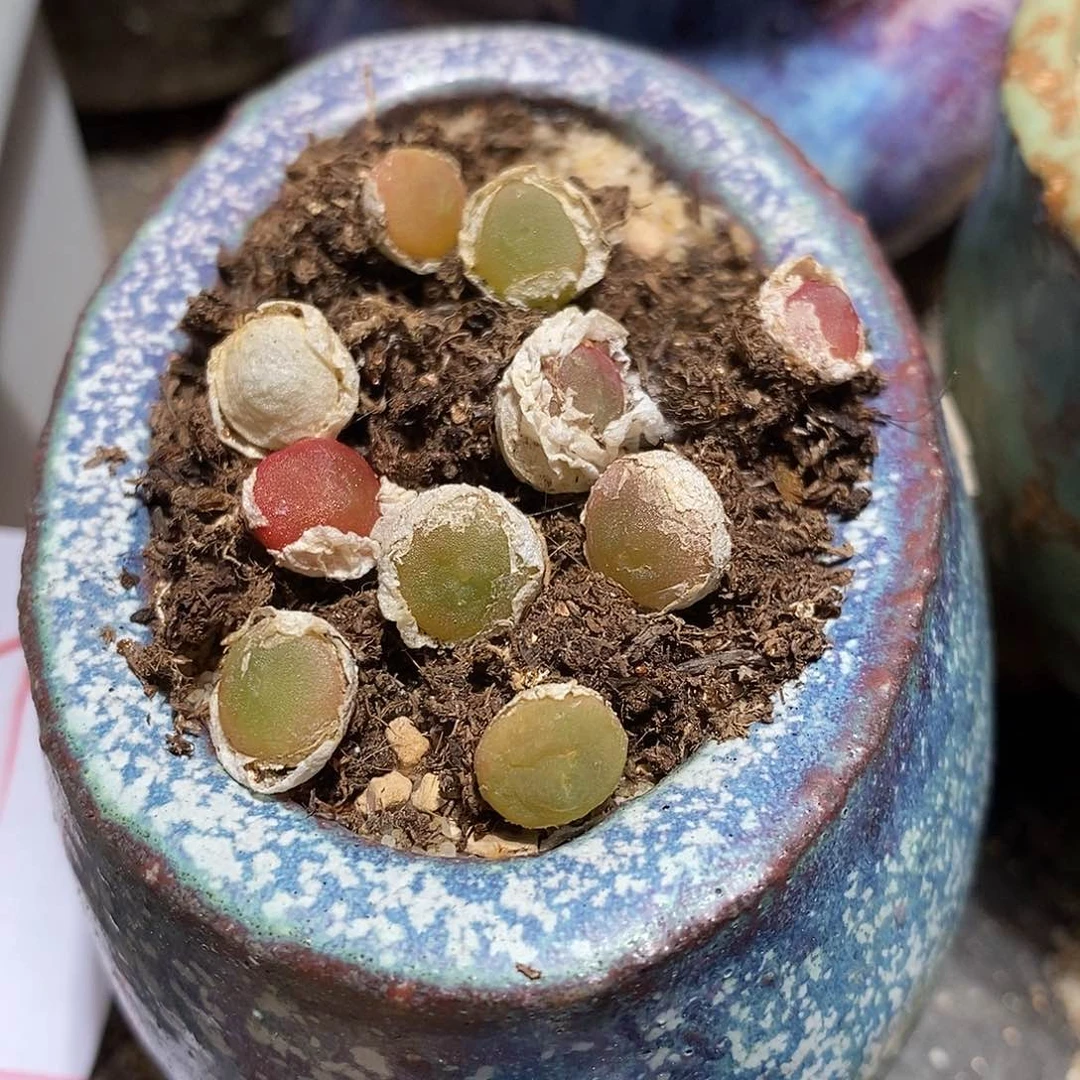 哈默灯泡一颗。  买二送一。