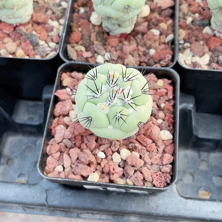 433实生帝王丸仙人球