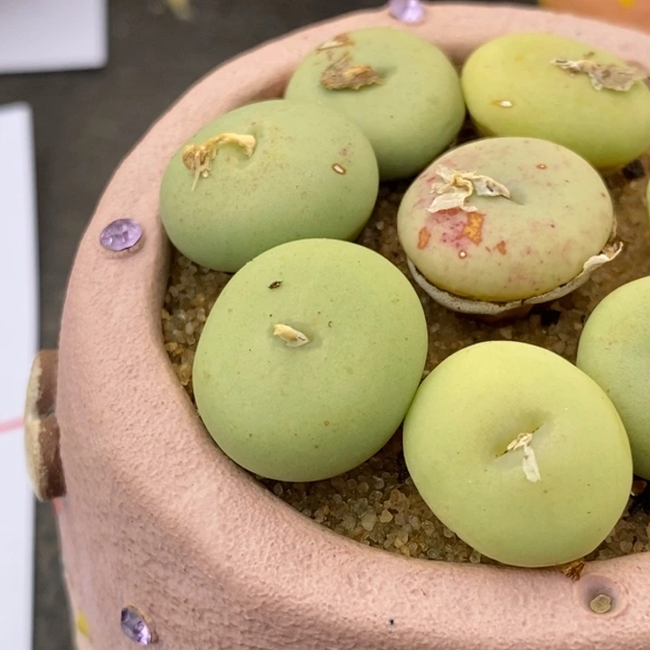 大型紫花饼一颗一颗