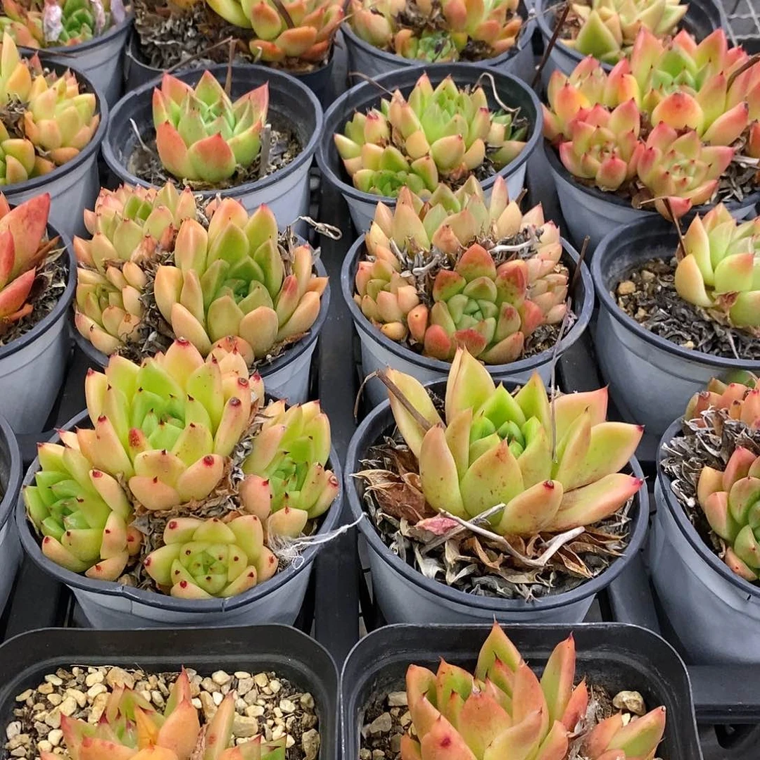 黄腊冬云，福利多多