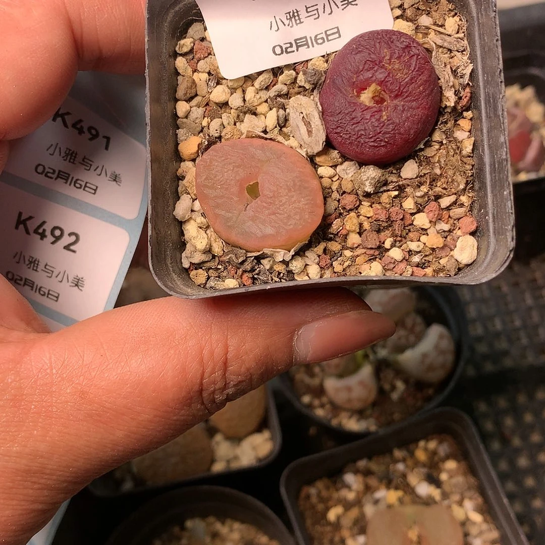 K490多肉植物保护研究所