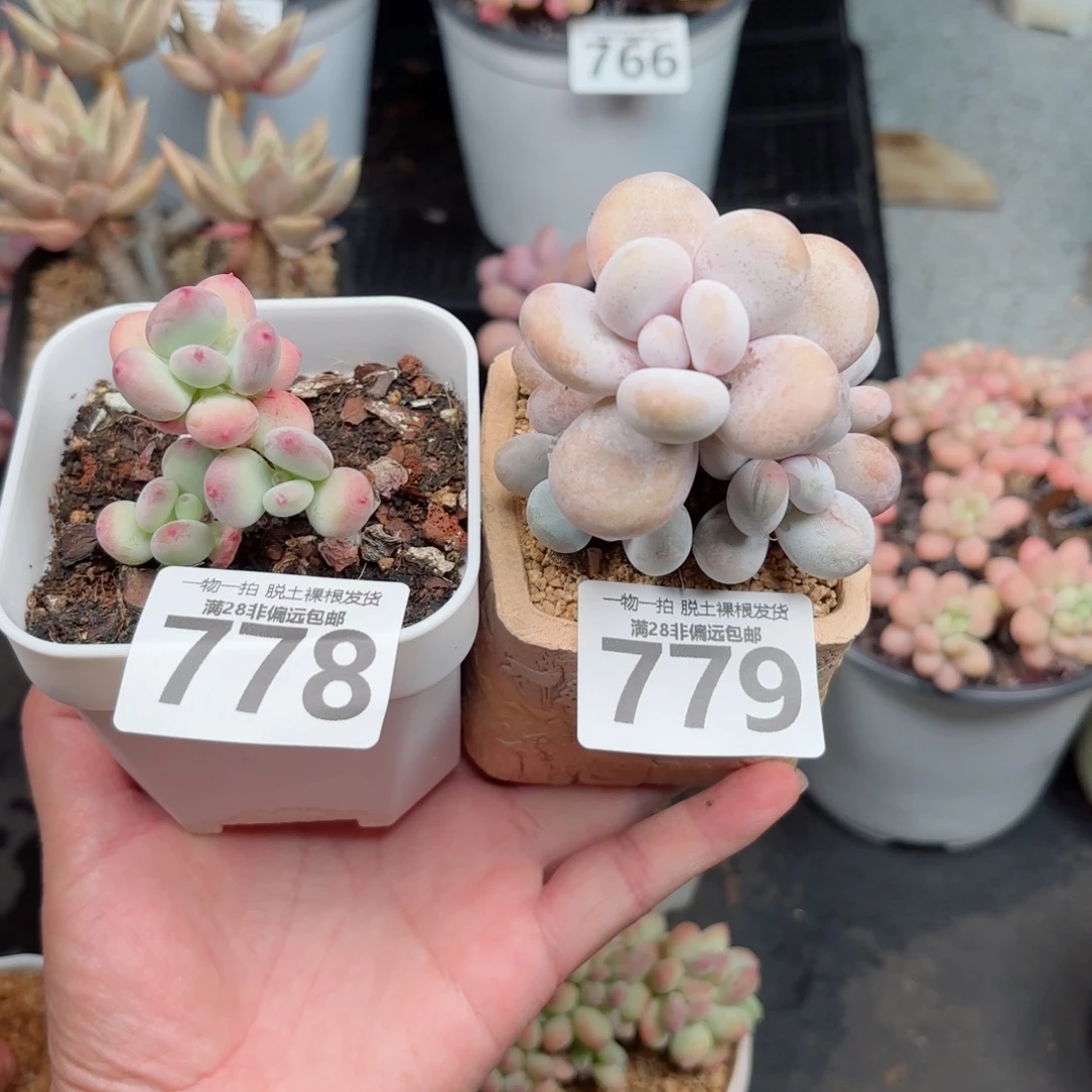 ****˗苹果奶778  蛋黄奶779两棵无盆土发货