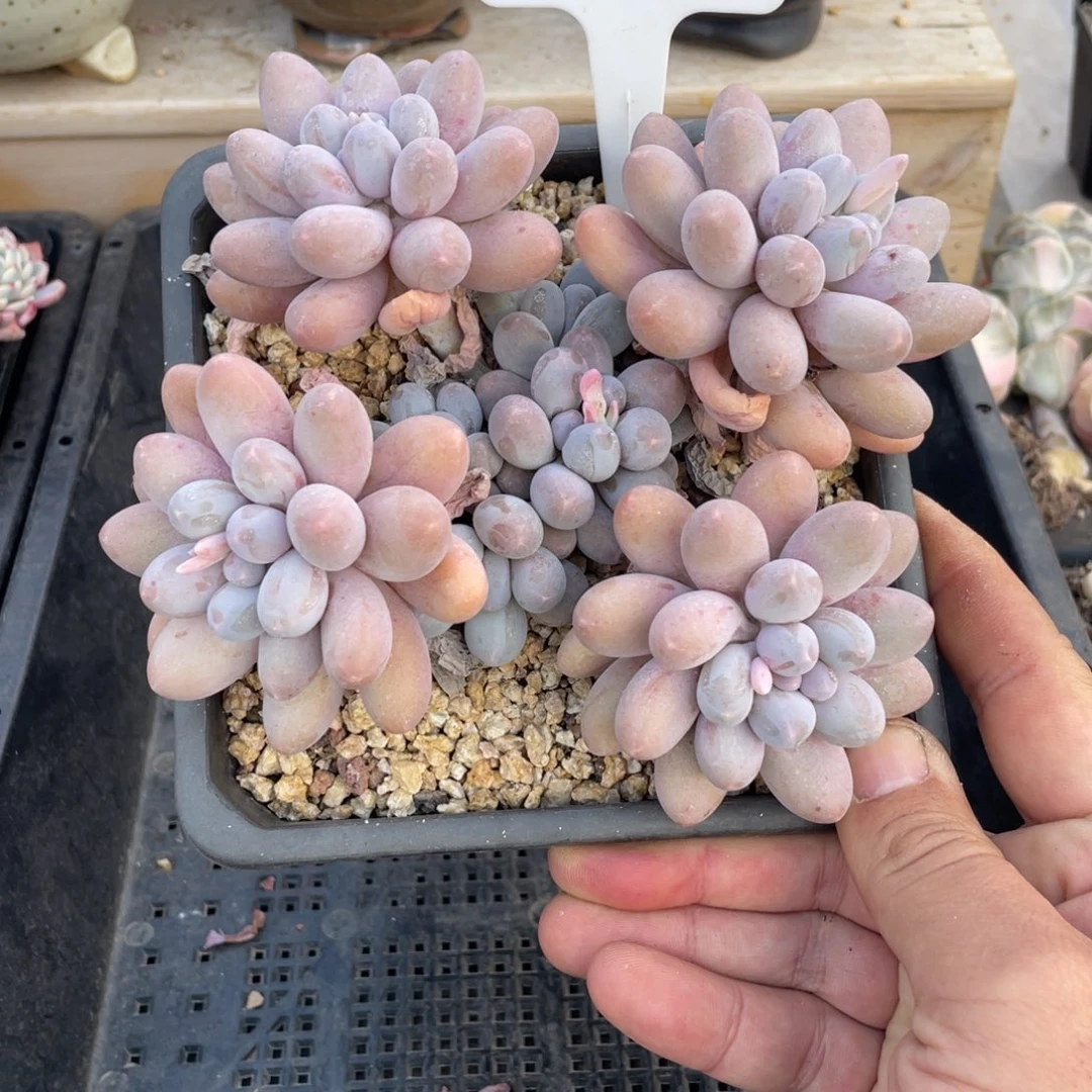 0335汤圆不带盆15厘米