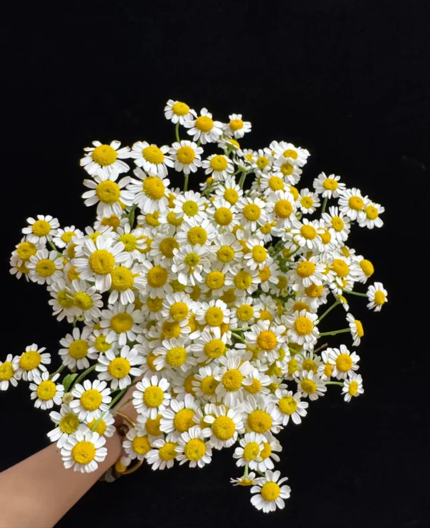 【万紫专属】洋甘菊1扎