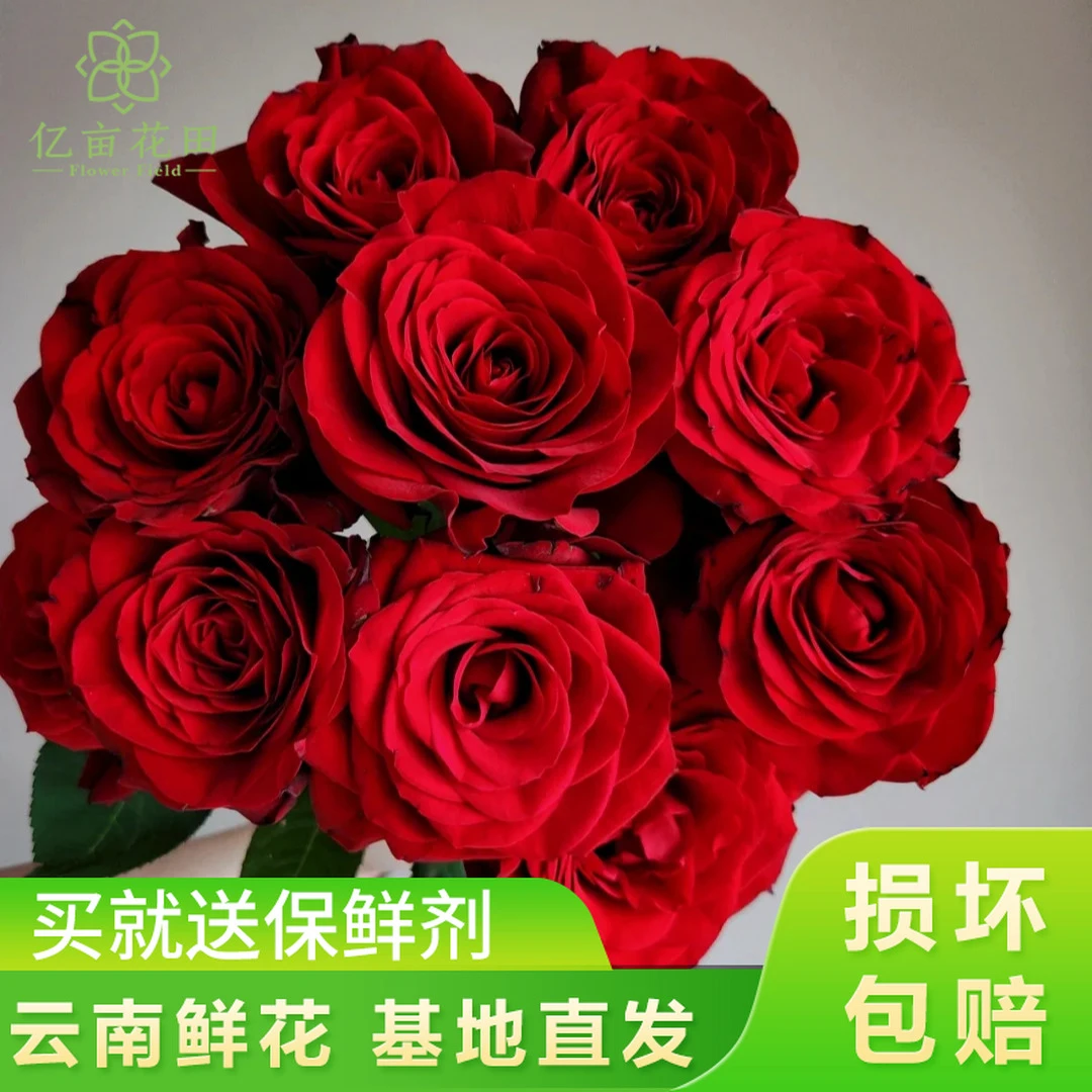 【超值福利】爱必达王熙凤红玫瑰【全店满2件发顺丰京东】云南鲜花