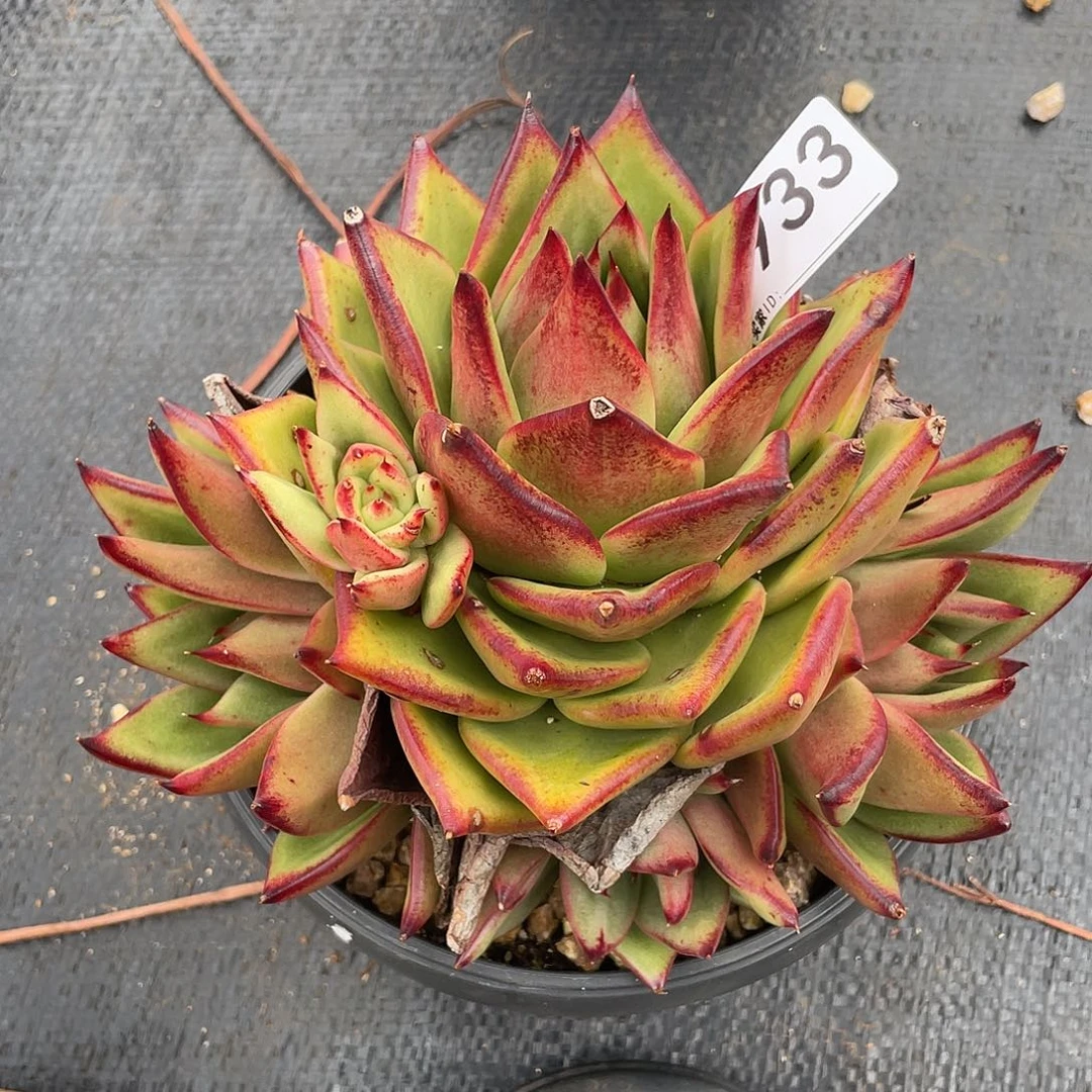 若如东云单拍B933