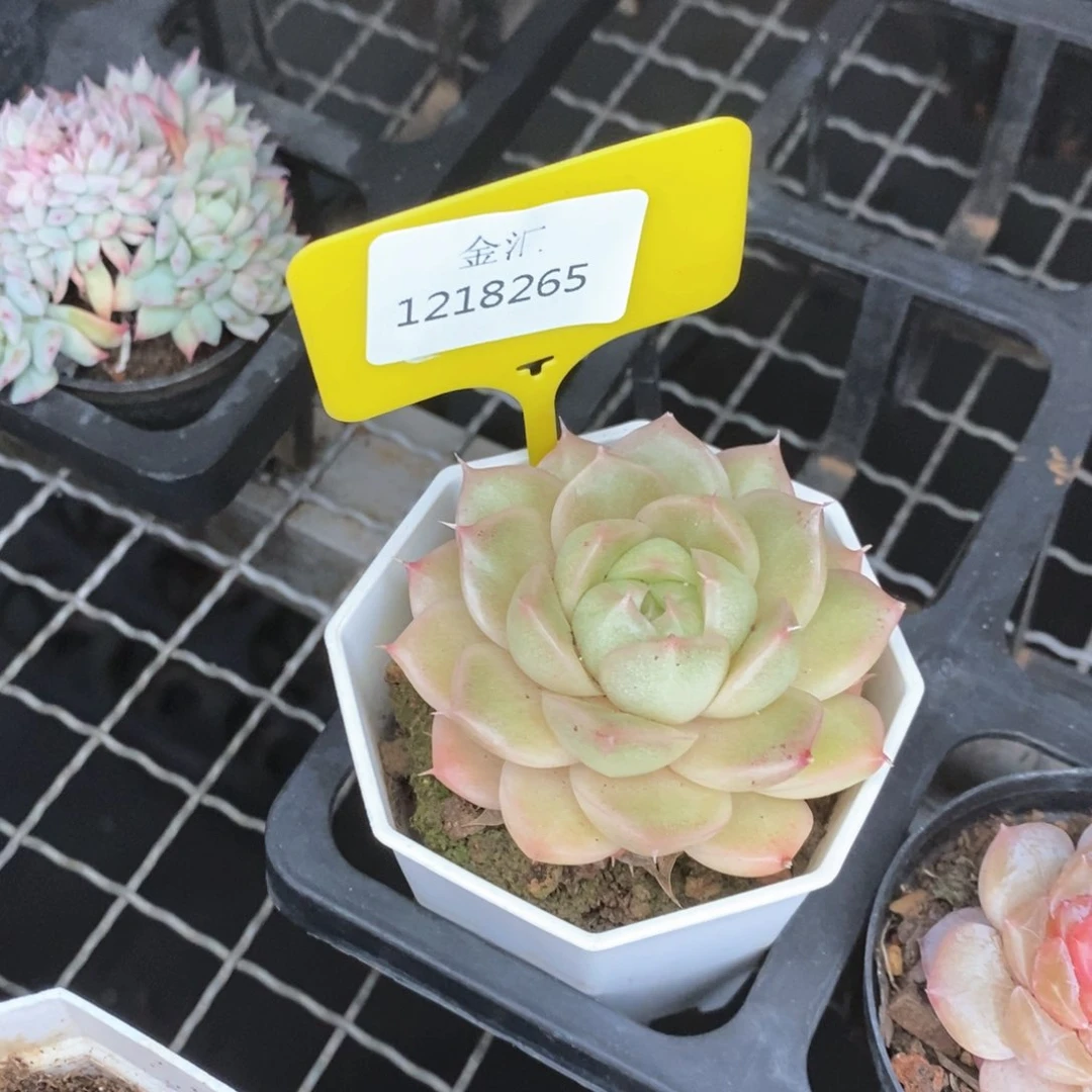 福利多多。1218265