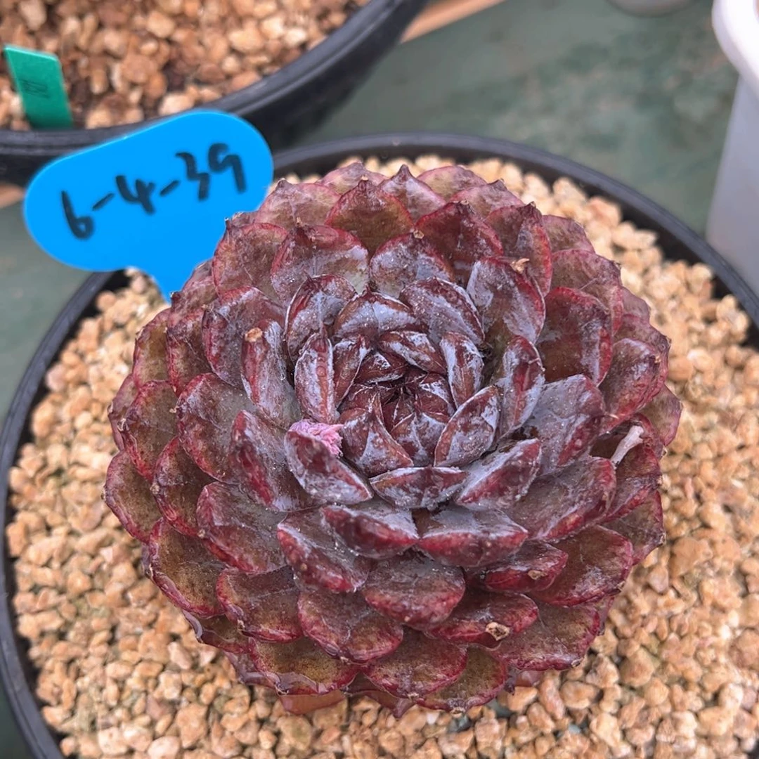 6-4-39精控紫钻单头