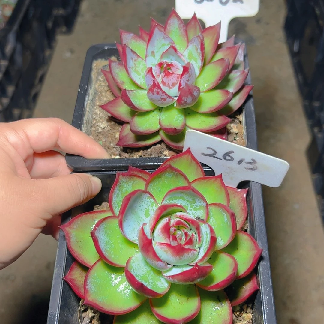 A***a惊鸿仙子2613.3061号