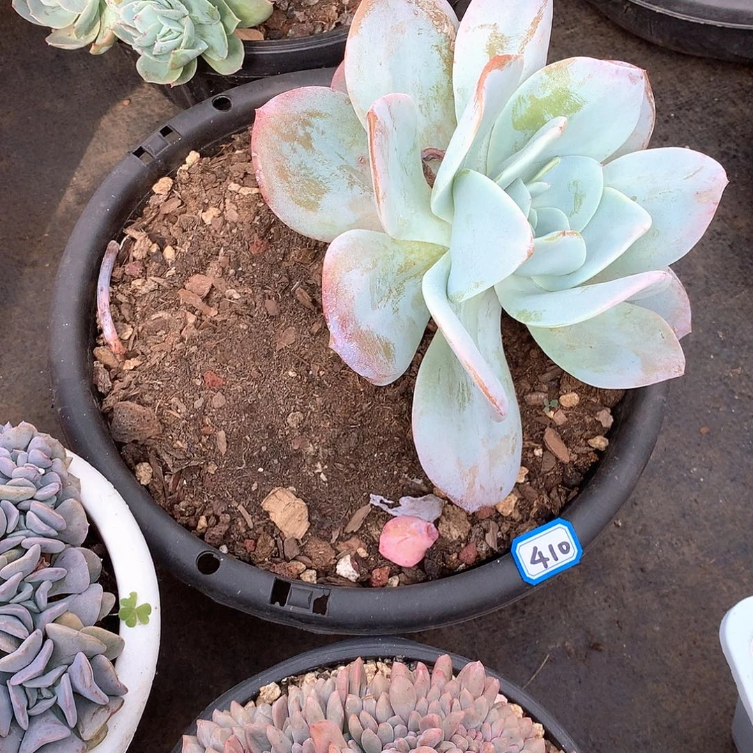 410奶茶一物一拍多肉