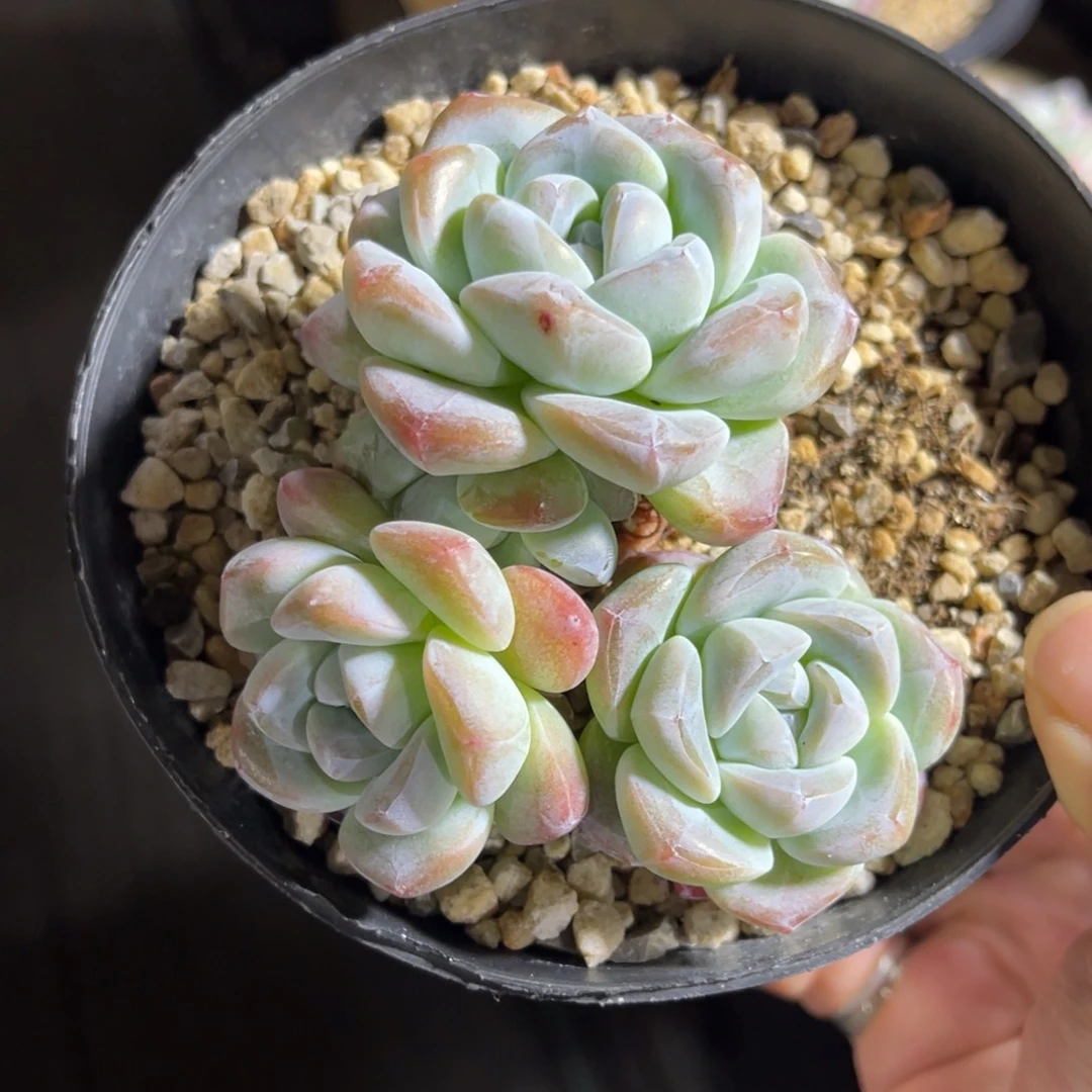 冰玉老桩 一物一拍不支持退换